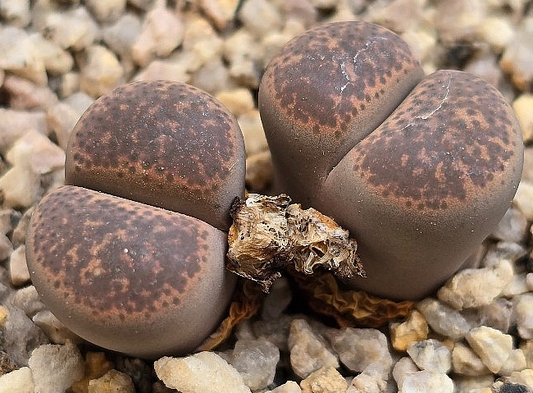 Lithops terricolor 10 Pieces Seeds
