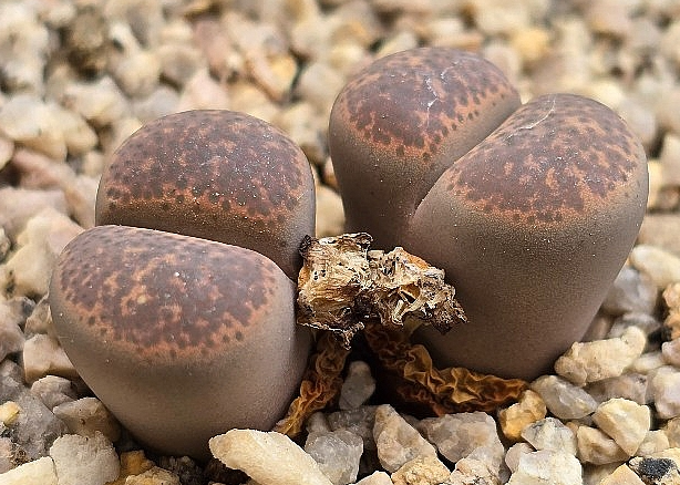 Lithops terricolor 10 Pieces Seeds