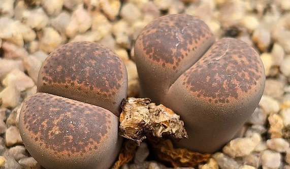 Lithops terricolor 10 Pieces Seeds