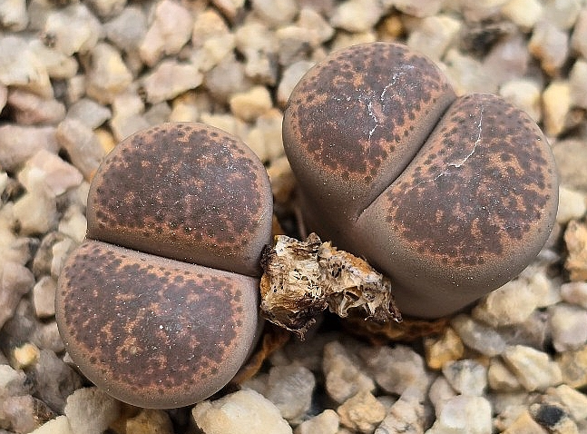 Lithops terricolor 10 Pieces Seeds