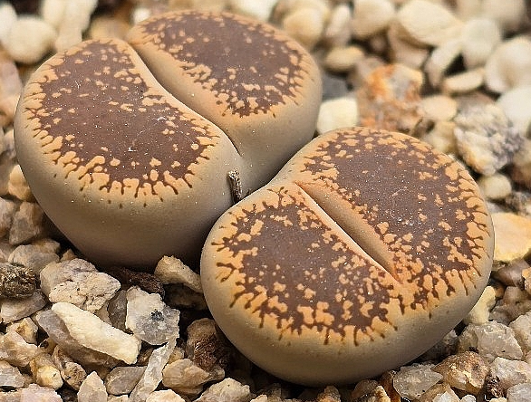 Lithops lesliei 10 Pieces Seeds