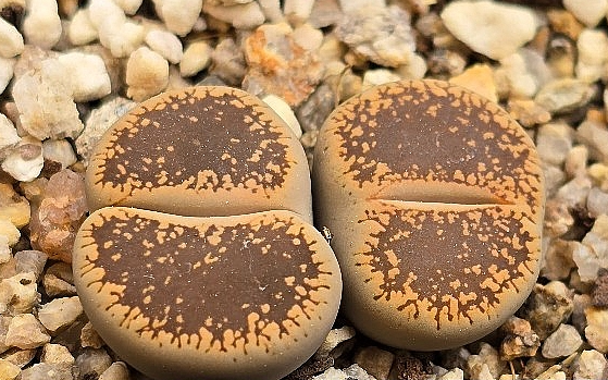 Lithops lesliei 10 Pieces Seeds
