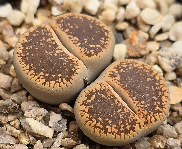 Lithops lesliei 10 Pieces Seeds