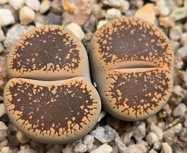 Lithops lesliei 10 Pieces Seeds