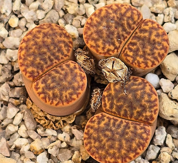 Lithops bromfieldii 10 Pieces Seeds