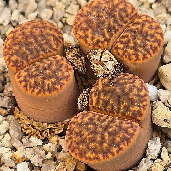 Lithops bromfieldii 10 Pieces Seeds