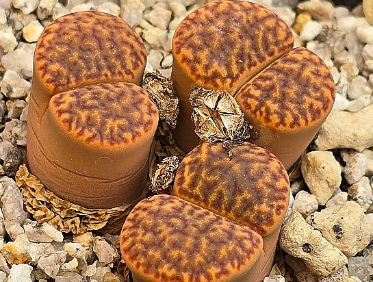 Lithops bromfieldii 10 Pieces Seeds
