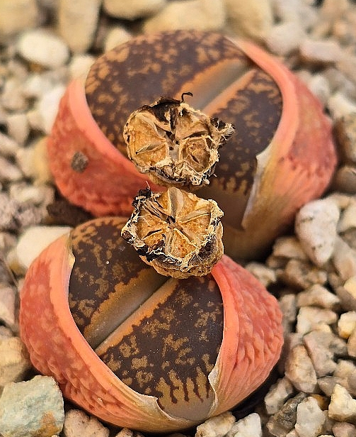 Lithops aucampiae 10 Pieces Seeds