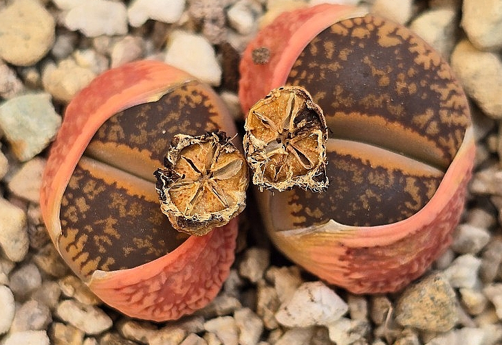 Lithops aucampiae 10 Pieces Seeds