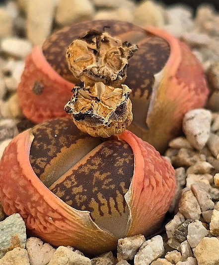 Lithops aucampiae 10 Pieces Seeds