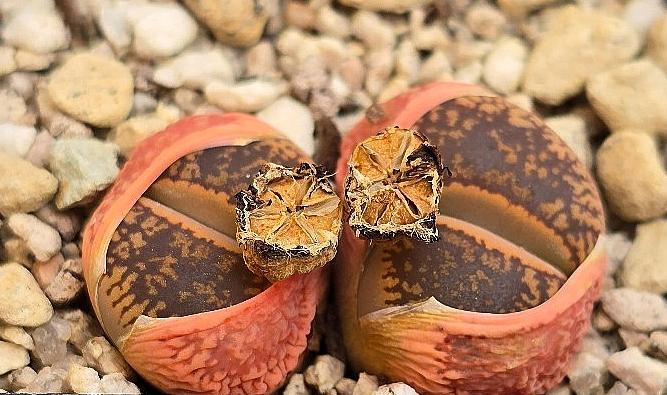 Lithops aucampiae 10 Pieces Seeds
