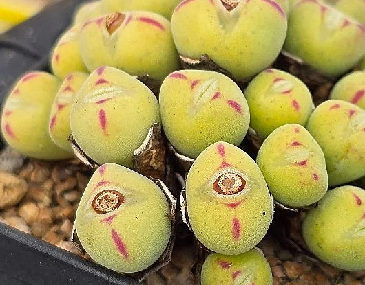Conophytum Spp 10 Pieces Seeds