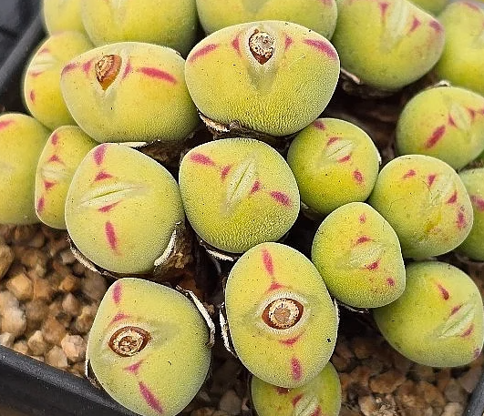 Conophytum Spp 10 Pieces Seeds