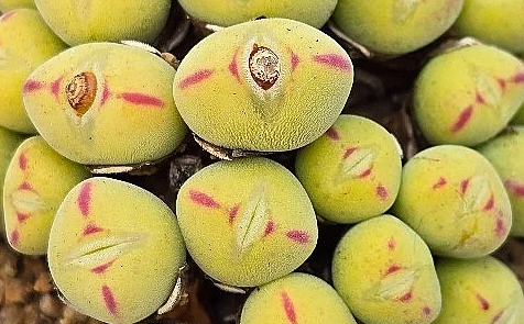Conophytum Spp 10 Pieces Seeds