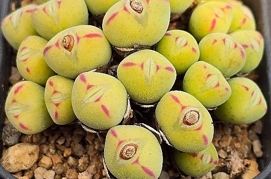 Conophytum Spp 10 Pieces Seeds