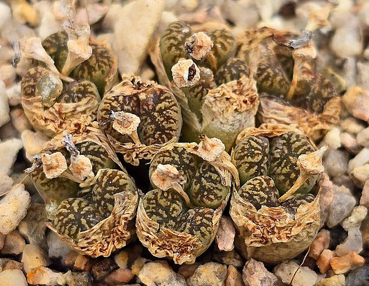 Conophytum pellucidum 10 Pieces Seeds
