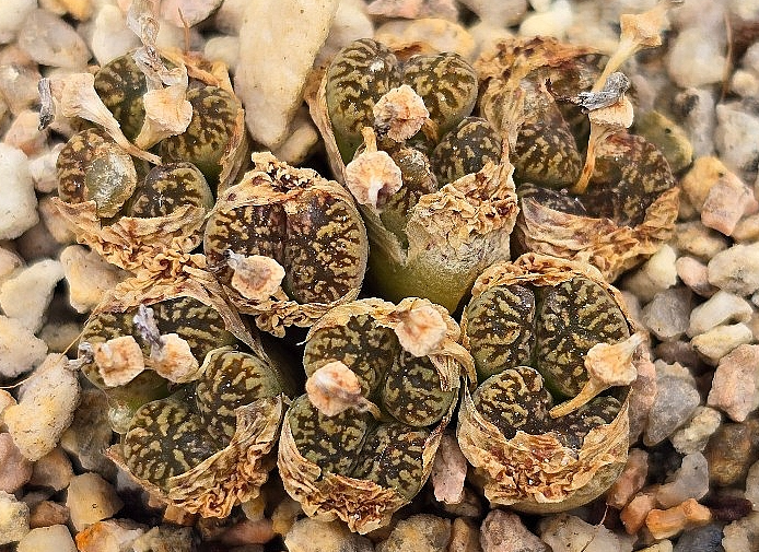 Conophytum pellucidum 10 Pieces Seeds