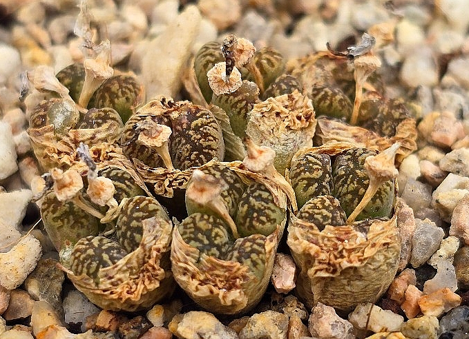 Conophytum pellucidum 10 Pieces Seeds