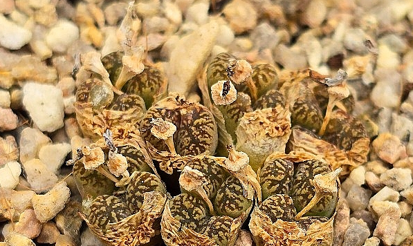 Conophytum pellucidum 10 Pieces Seeds
