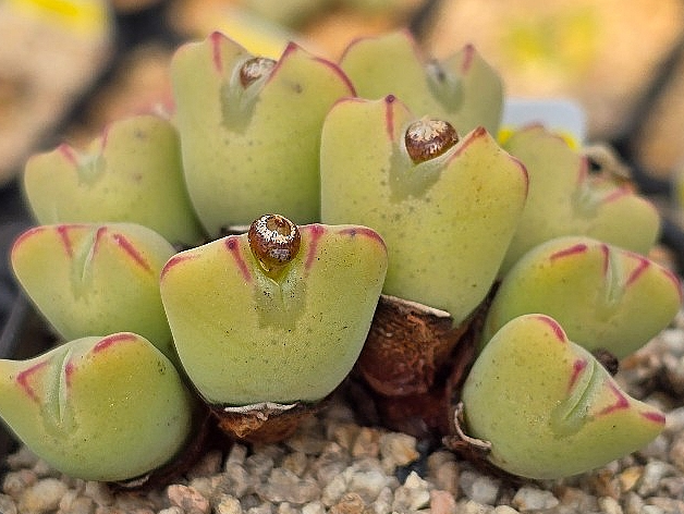 Conophytum bilobum 10 Pieces Seeds