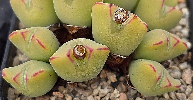 Conophytum bilobum 10 Pieces Seeds