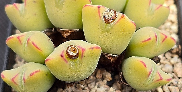 Conophytum bilobum 10 Pieces Seeds