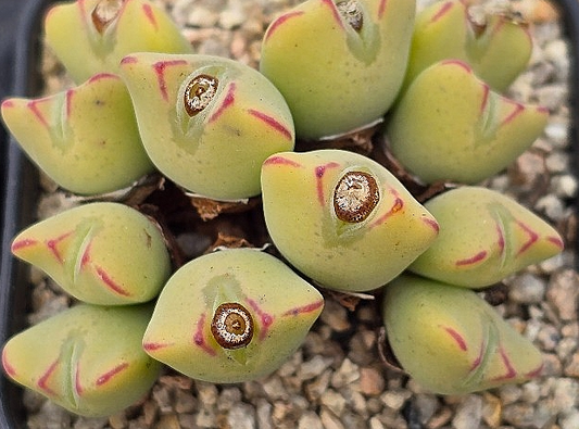 Conophytum bilobum 10 Pieces Seeds