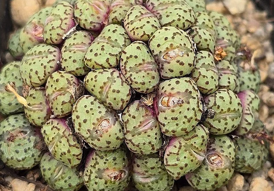 Conophytum obcordellum 10 Pieces Seeds