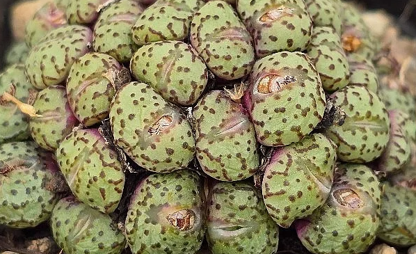 Conophytum obcordellum 10 Pieces Seeds