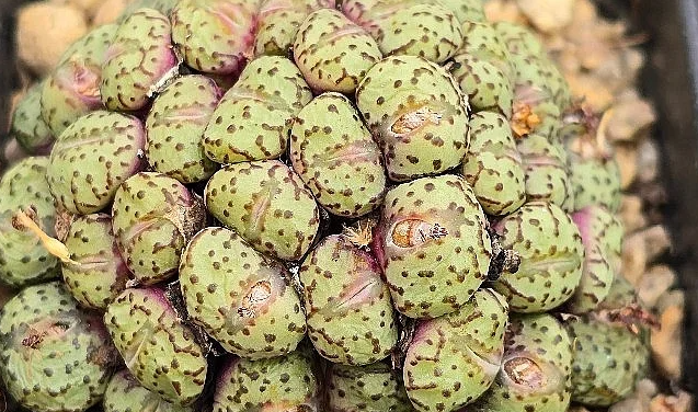 Conophytum obcordellum 10 Pieces Seeds