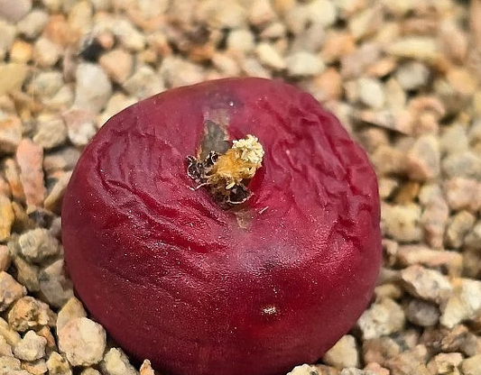 Conophytum maughanii 10 Pieces Seeds