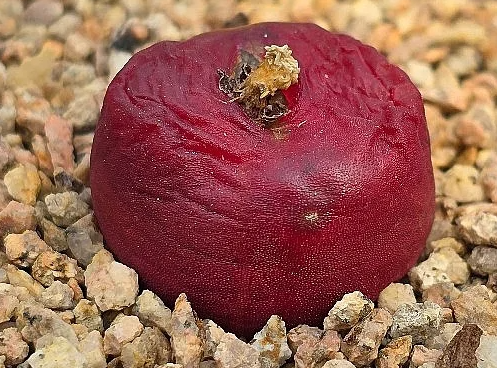 Conophytum maughanii 10 Pieces Seeds