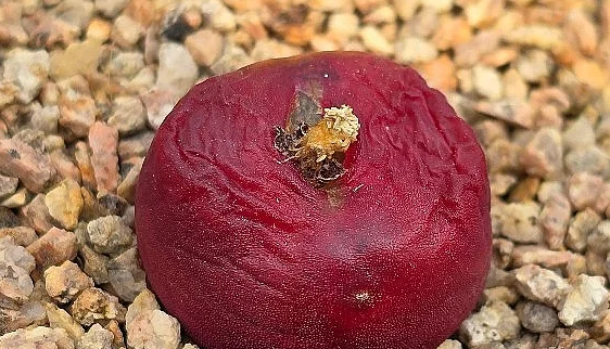 Conophytum maughanii 10 Pieces Seeds
