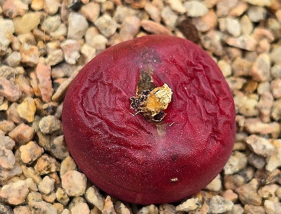 Conophytum maughanii 10 Pieces Seeds