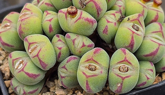 Conophytum Chowbanier 10 Pieces Seeds