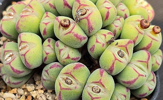 Conophytum Chowbanier 10 Pieces Seeds