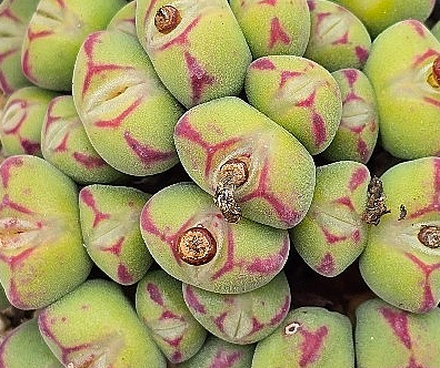 Conophytum Chowbanier 10 Pieces Seeds