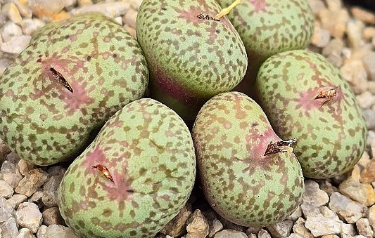 Conophytum truncatum var. wiggettiae 10 Pieces Seeds