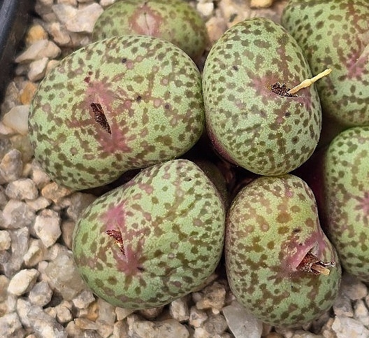 Conophytum truncatum var. wiggettiae 10 Pieces Seeds