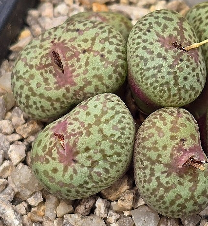 Conophytum truncatum var. wiggettiae 10 Pieces Seeds