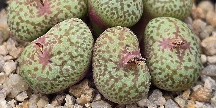Conophytum truncatum var. wiggettiae 10 Pieces Seeds