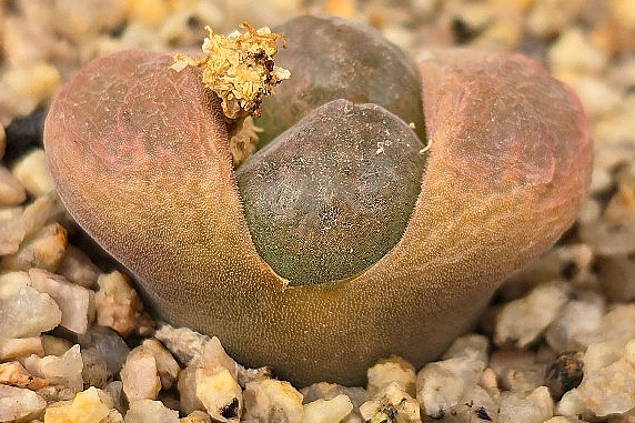 Conophytum ophthalmophyllum 10 Pieces Seeds