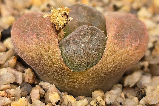 Conophytum ophthalmophyllum 10 Pieces Seeds