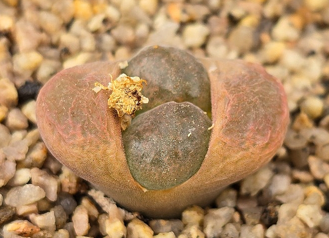 Conophytum ophthalmophyllum 10 Pieces Seeds