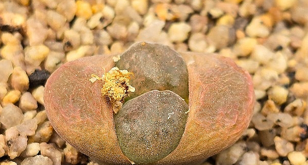 Conophytum ophthalmophyllum 10 Pieces Seeds