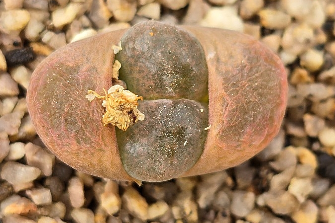 Conophytum ophthalmophyllum 10 Pieces Seeds