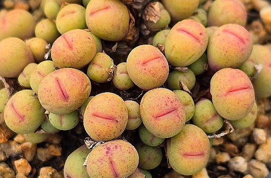Conophytum pageae 10 Pieces Seeds