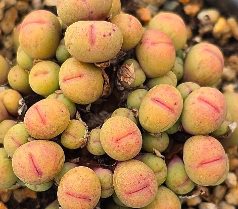 Conophytum pageae 10 Pieces Seeds