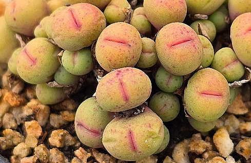 Conophytum pageae 10 Pieces Seeds