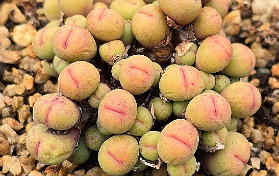 Conophytum pageae 10 Pieces Seeds